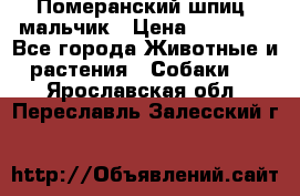 Померанский шпиц, мальчик › Цена ­ 35 000 - Все города Животные и растения » Собаки   . Ярославская обл.,Переславль-Залесский г.